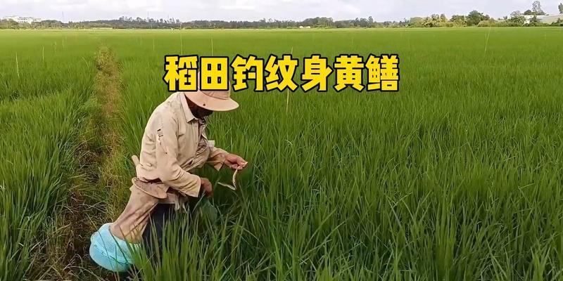 稻田钓鱼技巧（掌握稻田钓鱼的关键方法与技巧）