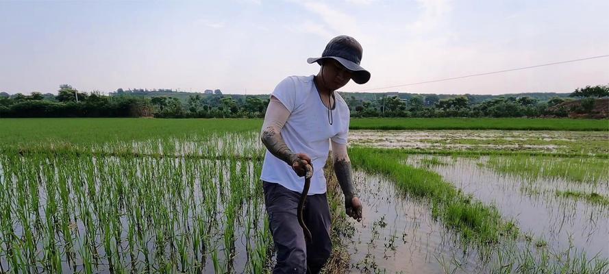 稻田钓鱼技巧大全（乐趣无限，技法精通）