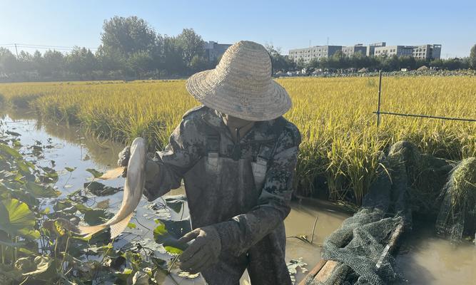稻田沟野钓技巧与方法（稻田沟野钓的精细钓法及装备要点）