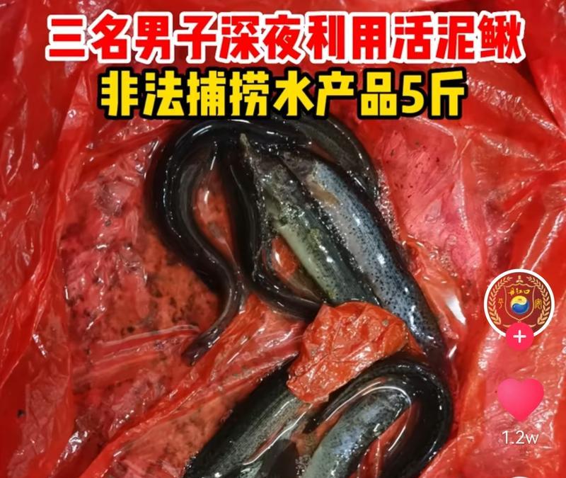 稻田泥鳅钓鱼技巧（掌握钓鱼技巧，轻松捕获稻田泥鳅）