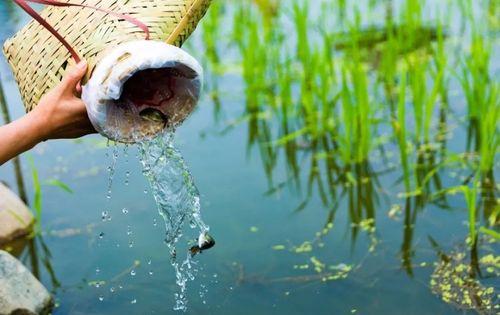 稻田吸水钓鱼的技巧与方法（探秘稻田吸水钓鱼，一起来感受与自然的亲密接触）
