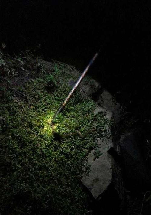 地下室钓鱼技巧（高效掌握地下室钓鱼的秘诀）