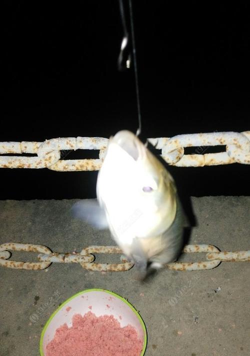 低温夜钓鲢鳙的技巧与方法（提高成功率的关键要点与实操建议）