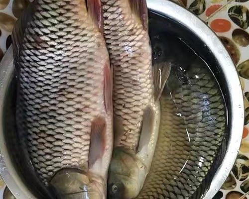 电工野钓鲤鱼技巧（深入了解电工野钓鲤鱼，助您成为专业钓手！）
