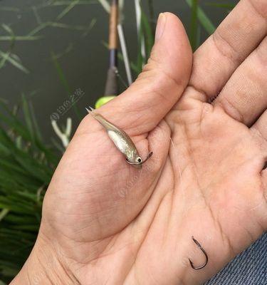 钓鱼浮漂提竿技巧（钓鱼技巧大揭秘，轻松提竿钓到大鱼）