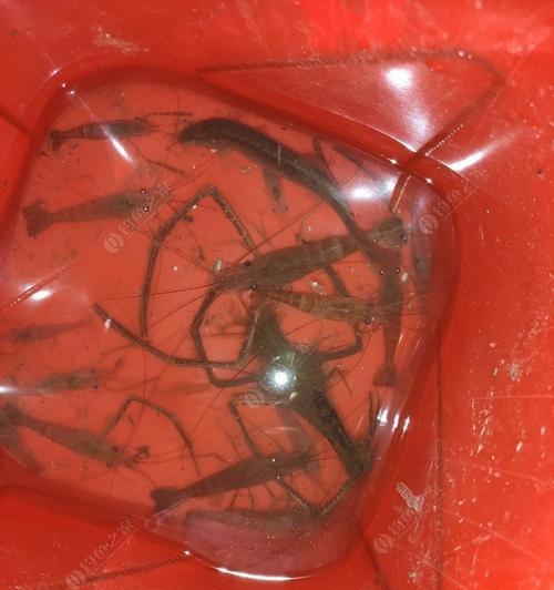 钓乌龟技巧大揭秘（用钓鱼竿捕捉乌龟的有效方法）