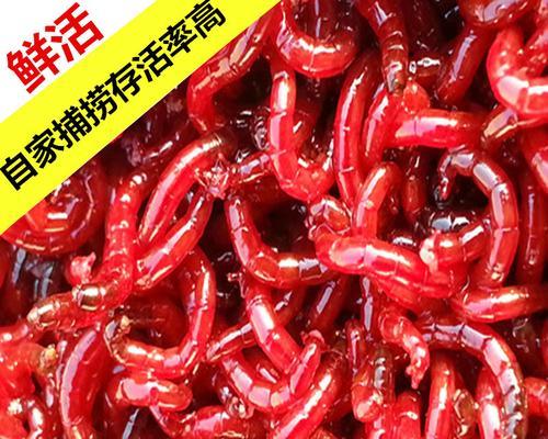 钓鱼技巧红虫的挂法（掌握红虫挂钩技巧，提高钓鱼成功率）