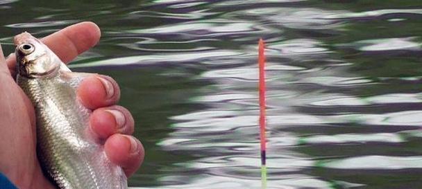 流水调漂技巧——妙手钓鱼（掌握技巧，畅享钓鱼乐趣）