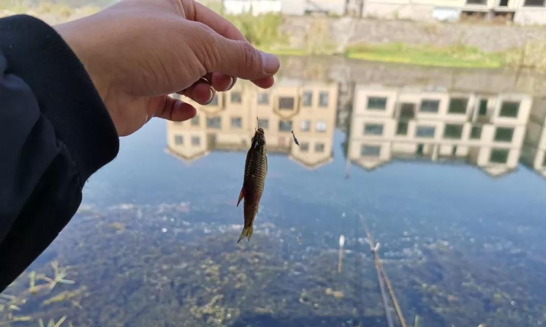 麦穗鱼的习性与钓鱼技巧（探秘麦穗鱼的特点和钓鱼技巧，带你一起享受钓鱼乐趣！）