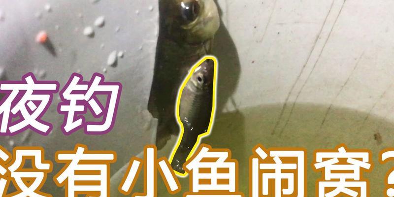 钓鱼技巧之应对小鱼闹窝（小鱼闹窝应对策略大揭秘）