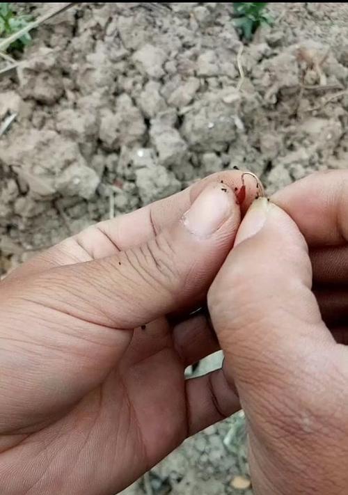 钓鱼技巧（轻松掌握，提高钓鱼成功率）