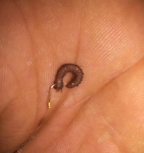 钓鱼高手的蚯蚓钩法（掌握正确的挂钩技巧，提升钓鱼成功率）