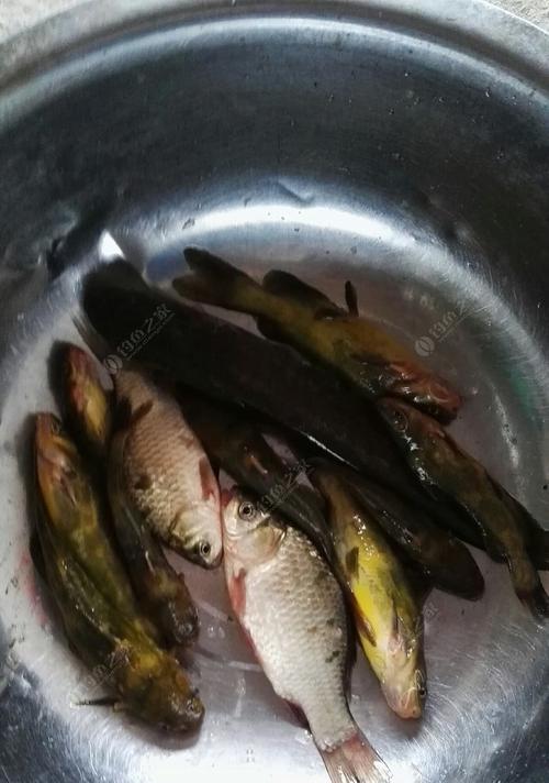 钓鱼的技巧（掌握关键诀窍，提升钓鱼效果）