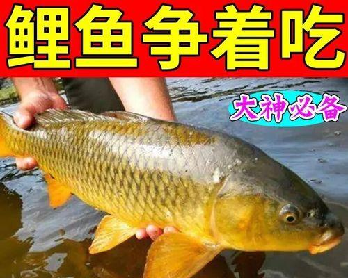 钓鱼鲤鱼饵料的调制技巧（钓鱼高手分享的鲤鱼饵料制作心得）