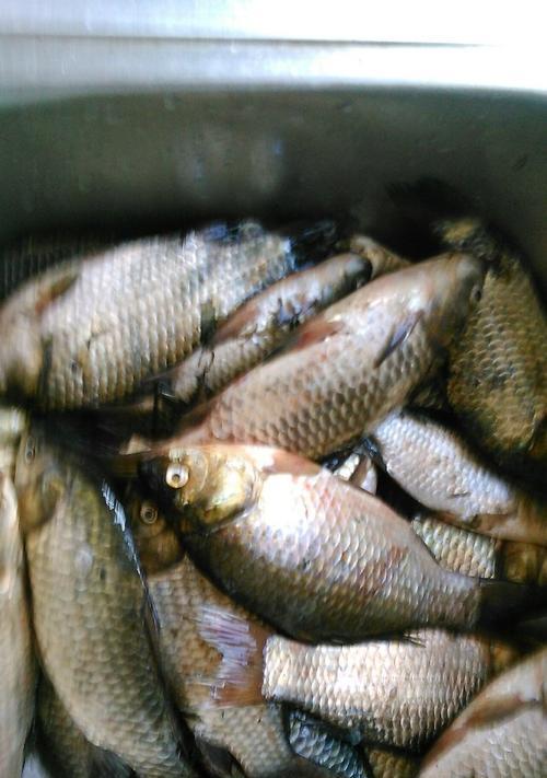 钓鱼麦粒钓鲫鱼的技巧（掌握麦粒钓法，提高钓鲫鱼成功率）