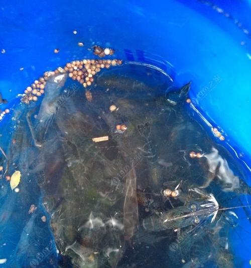 钓鱼缺氧技巧（掌握钓鱼缺氧技巧，提高钓鱼成功率）