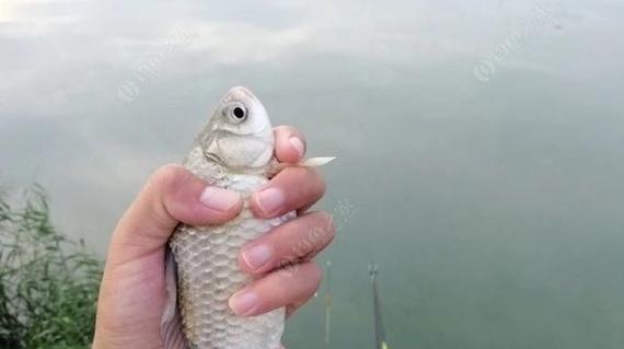 钓鱼技巧大揭秘（掌握成功钓鱼的关键技巧）