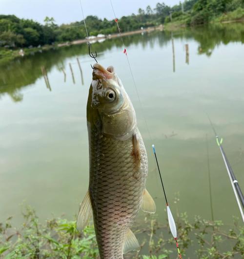 钓鱼新手的快速技巧掌握（从零基础到钓鱼高手的必备指南）