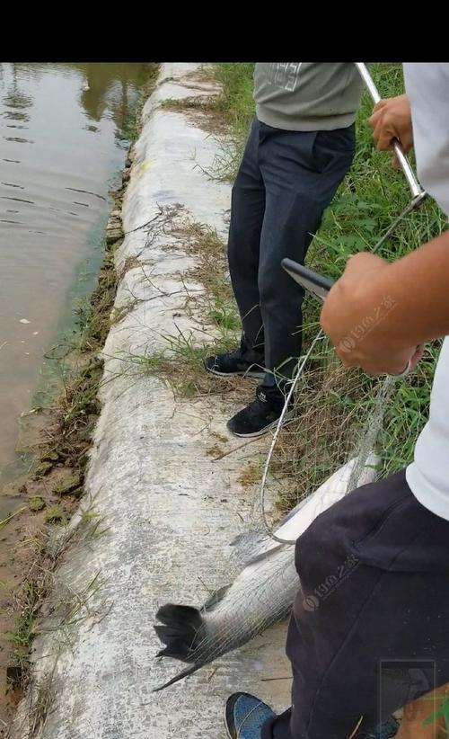 不切线技巧（轻松捕获鱼群，体验钓鱼的乐趣）