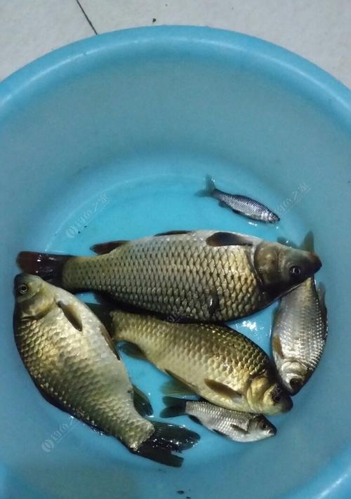 冬季传统蚯蚓钓鱼技巧（挑选合适的蚯蚓和饵料）