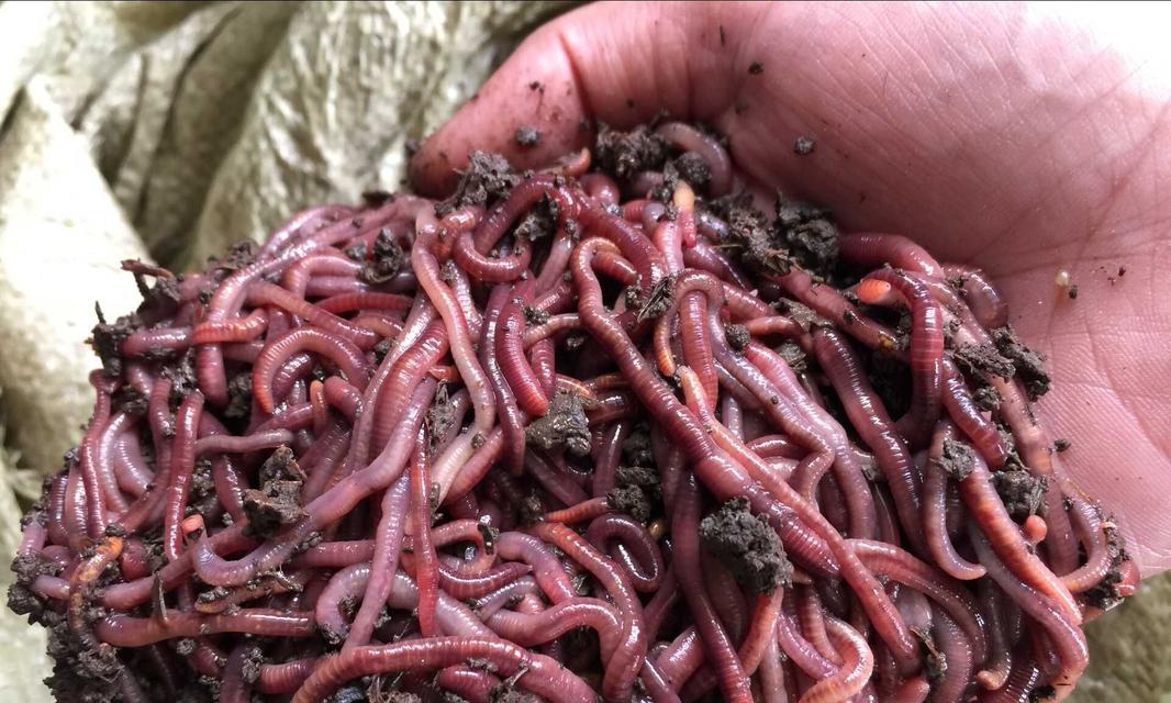 冬季传统蚯蚓钓鱼技巧（挑选合适的蚯蚓和饵料）