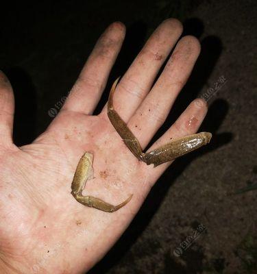 冬季串钩夜钓鲫鱼技巧（提高钓鲫鱼成功率的实用技巧）