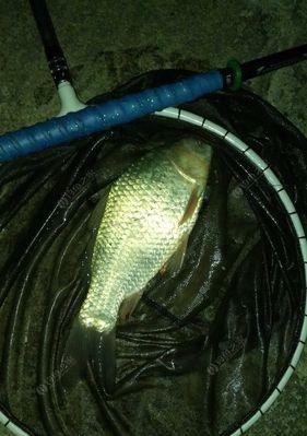 冬季大河夜钓野钓鲤鱼技巧（钓鲤鱼秘籍）