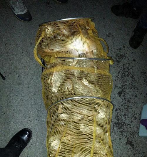 冬季大雾天夜钓技巧和方法（探秘冬季大雾天夜钓的窍门）