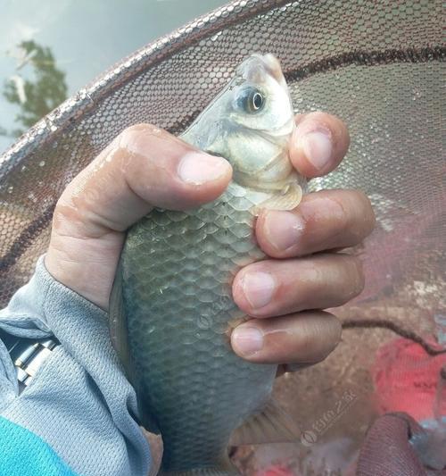 冬季钓鲫三招，让你满载而归（冬钓鲫的3个小技巧帮你变“钓神”）