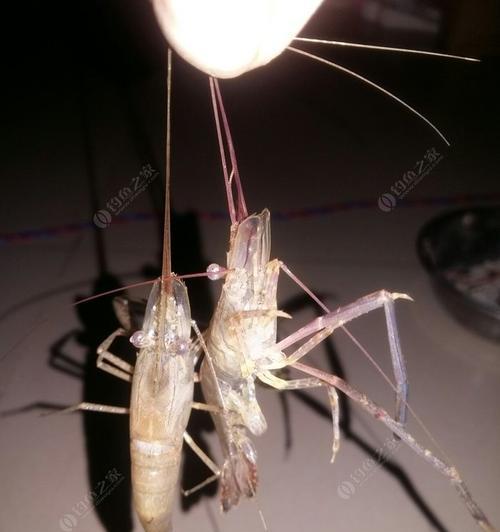 冬季钓鱼技巧大揭秘（掌握钓鱼技巧）