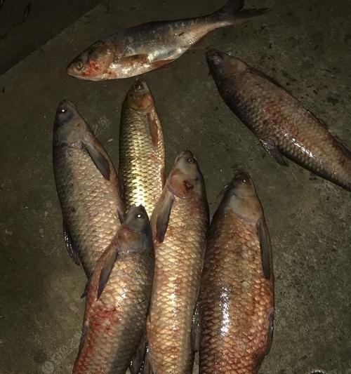 冬季黑坑夜钓鲫鱼技巧与方法（寒冷季节如何在黑坑夜晚成功钓到鲫鱼）