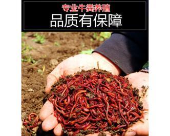 冬季红虫蚯蚓饵钓鱼的技巧（提高钓鱼效果的实用技巧）