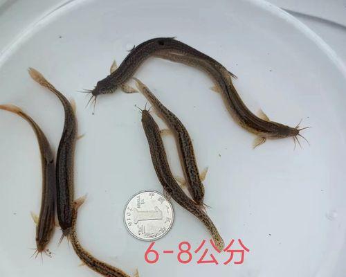 冬季泥鳅钓鱼技巧（冬季钓泥鳅）