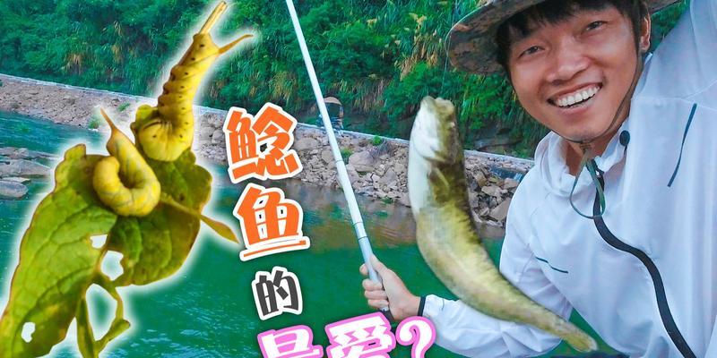 冬季鲶鱼钓法技巧（野钓之道）