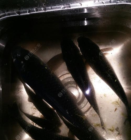 冬夜钓鲤鱼技巧与方法（寒冬捕获鲤鱼的秘诀与经验）
