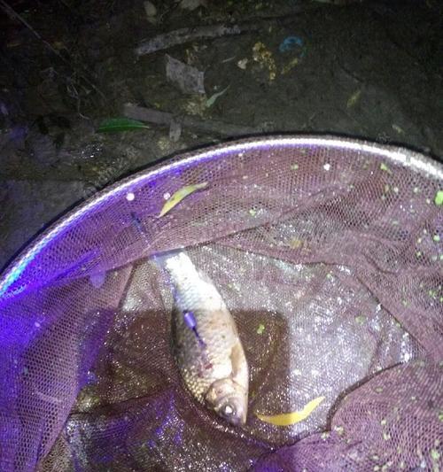 冬夜钓鲤鱼技巧与方法（寒冬捕获鲤鱼的秘诀与经验）