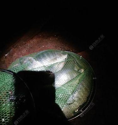 冬夜钓鲢鱼秘籍（寒冷季节下如何钓到鲢鱼）