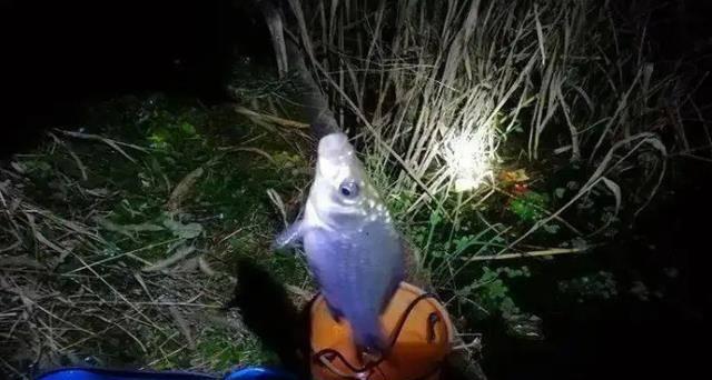 冬夜钓鱼攻略（冬天夜钓的技巧与经验分享）