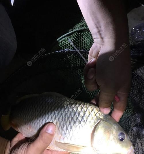 冬夜钓水库鲤鱼的技巧与经验（极寒之夜）