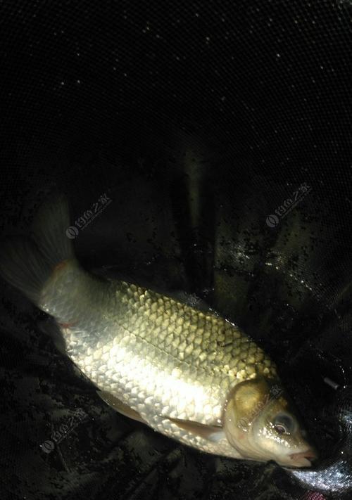 冬夜钓水库鲤鱼的技巧与经验（极寒之夜）