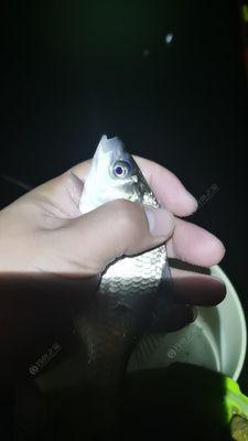 冬夜钓鲫鱼的技巧（寒冬下的丰收）
