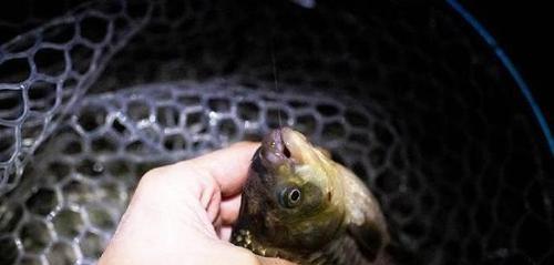 冬夜钓鱼的位置选择技巧（掌握钓点关键）