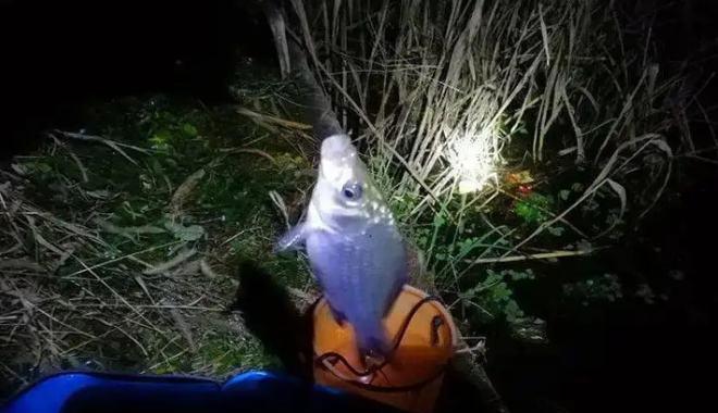 冬夜钓鲤鱼的技巧与方法（冬季钓鲤鱼的捕捉技巧与有效方法）