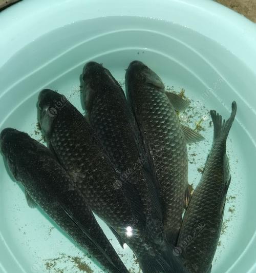冬夜钓野河鲫鱼的技巧（冬季河边垂钓）