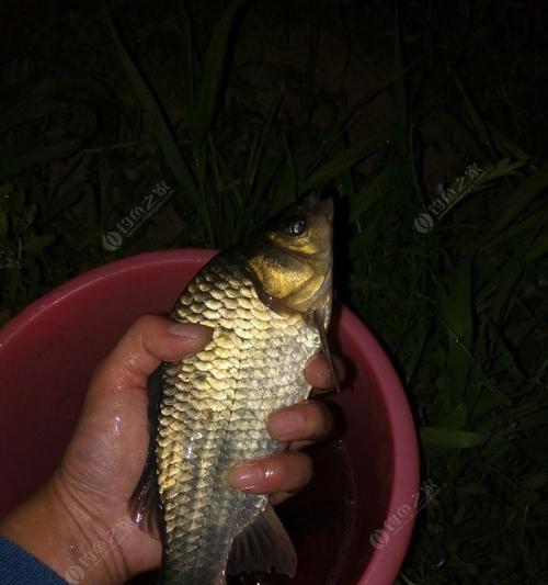 冬天夜钓鱼的技巧与方法（冬天夜钓鱼）