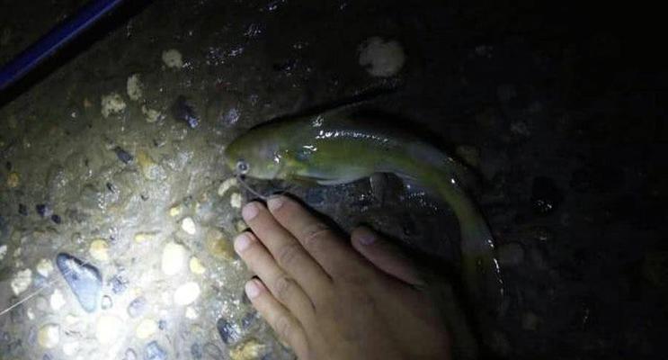 冬天夜钓鱼的技巧与方法（冬天夜钓鱼）