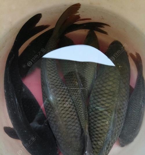 冬夜钓草鱼的技巧（钓草鱼的秘诀）