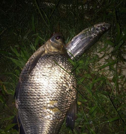 冬夜钓草鱼的技巧（钓草鱼的秘诀）
