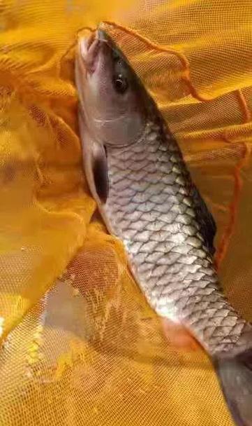冬天钓鱼技巧之猪肝诱饵（利用猪肝在冬季钓鱼的有效方法）