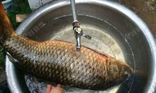 豆浆渣钓鱼技巧与方法（以豆浆渣为饵的有效钓鱼技巧与经验分享）